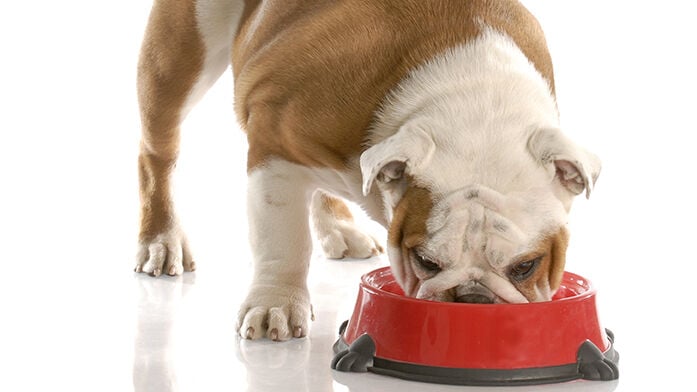 hungry puppy